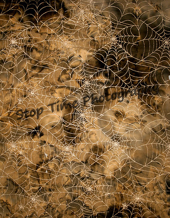 Spider Web