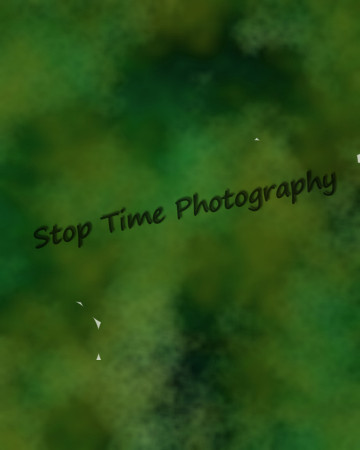 Frog Skin
