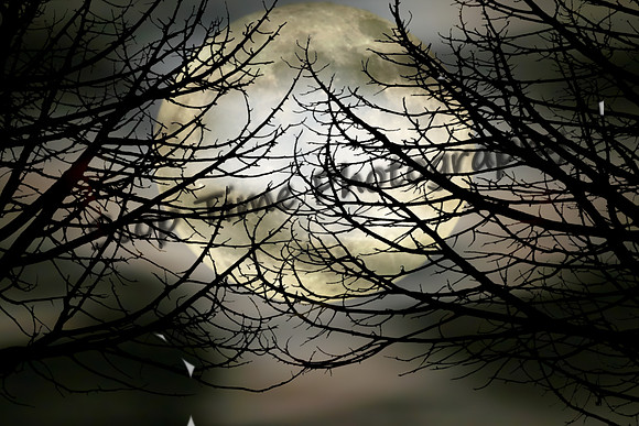 Trees and Moon