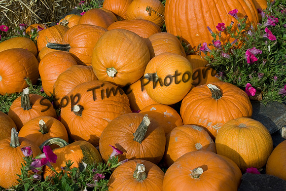 Pumpkins