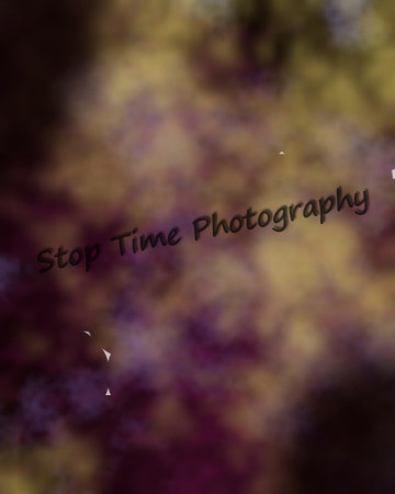 Tool Purple