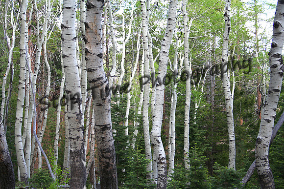 Aspens 2