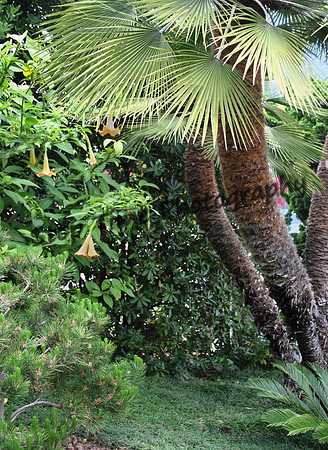 Garden Palm