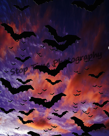 Bats at Dusk