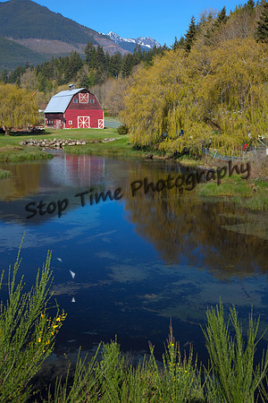 Barn and Willow 2