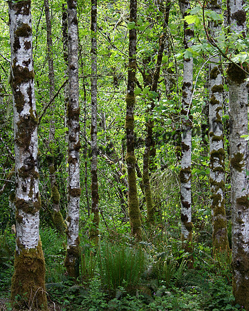 Alder Trees