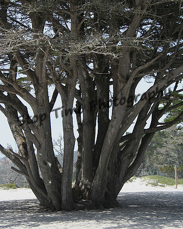 Beach Tree