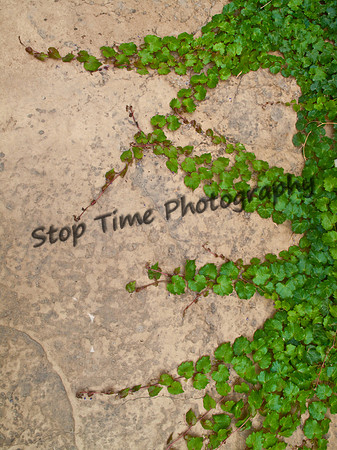 Ivy on the Wall