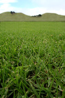 Grass Low Angle