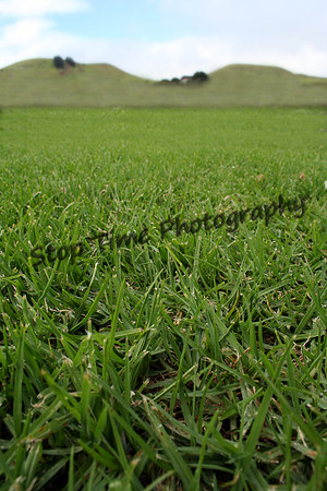 Grass Low Angle