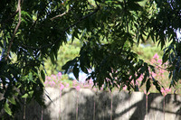 IMG_0004