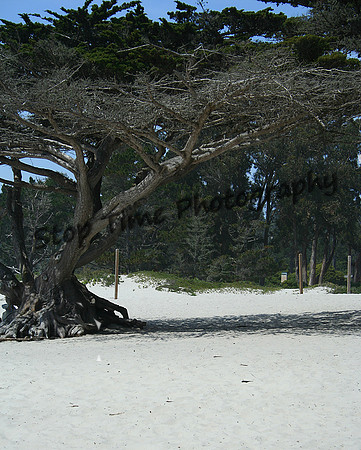 Beach Tree2