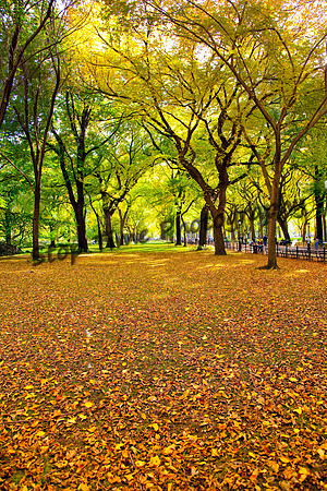 Central-Park-Leaves