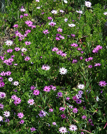Beach Flowers