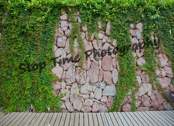 Ivy-Rock Boardwalk