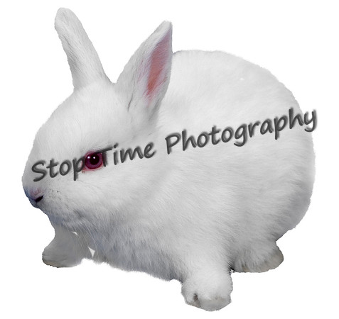 Bunny